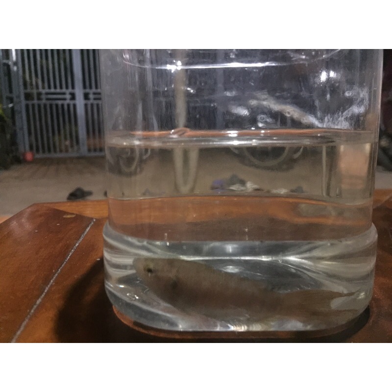 Cá lia thia đồng ( cá cờ )