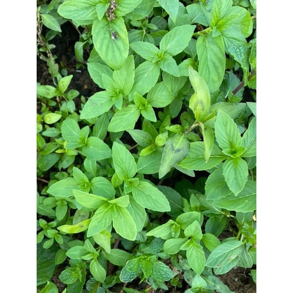 5Gr Hạt Giống Cây Húng Trắng - Rau Thơm- É Trắng