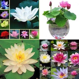 Sen nhật mini mix 10 màu 20 -30 hạt sen