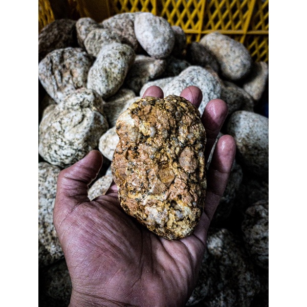 Đá Cuội Vân Mối | Trang Trí Setup Bể Thủy Sinh, Biotope, Blackwater, Iwagumi,.... |Mua Nhiều Giảm Giá