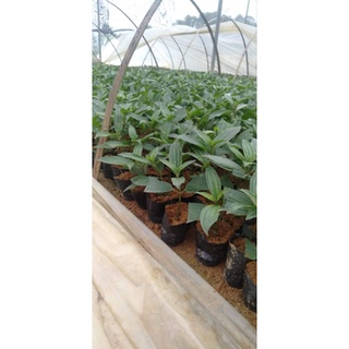 Cây giống sim Úc (mua Úc )