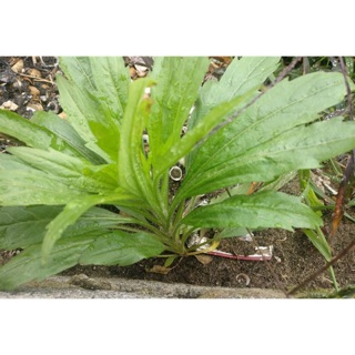 Cây ngải dại tươi 1kg