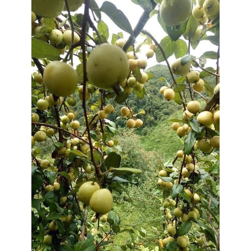 Táo mèo rừng bán từ 5kg