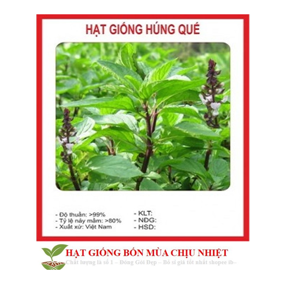 Gói 100 Hạt Giống Húng Quế (Ocimum basilicum