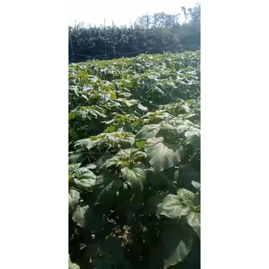 500g Hạt giống hoa hướng dương