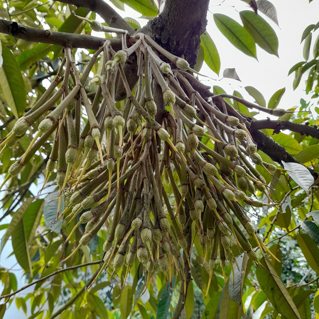 Phân Bón Lá Sinh Học FLORILEGE ULTRA LÂN KALI HỮU HIỆU Nhập Nguyên Chai Từ Pháp