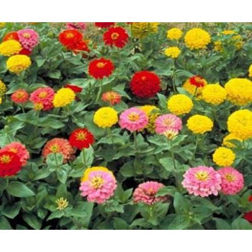 Hạt giống hoa Cúc Susi loại F1 dễ trồng tỉ lệ nảy mầm cao hoa mix màu