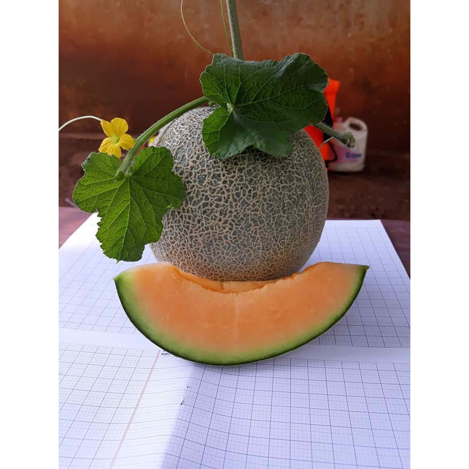 ( SIÊU HOT ) Hạt giống dưa lưới xanh ruột vàng 10 hạt