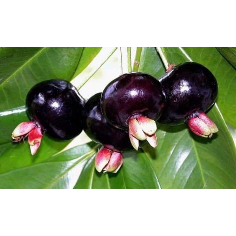 Cây giống cherry Brazil