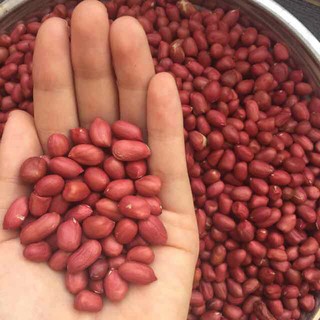 500g đậu phộng(lạc) đỏ/ trắng