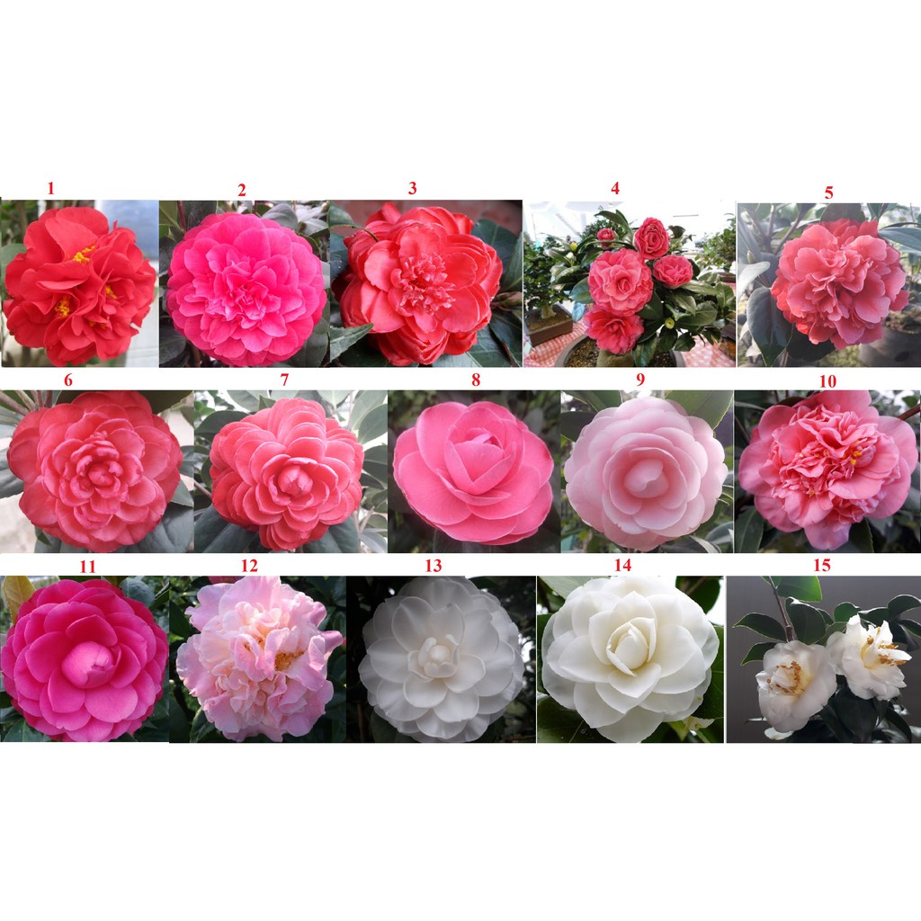 Cây giống hoa trà my cây cao 40-50cm đủ các màu