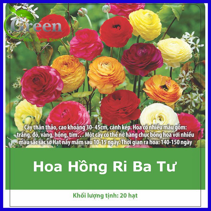 Hạt Giống Hoa Hồng Ri Ba Tư Nhiều Màu Mix