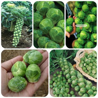 Hạt giống bắp cải tí hon xanh 25 hạt - tặng kèm 3 viên nén kích thích ươm hạt - DC