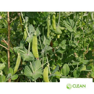 Hạt giống Đậu Hà Lan (Lấy Trái) (10g)