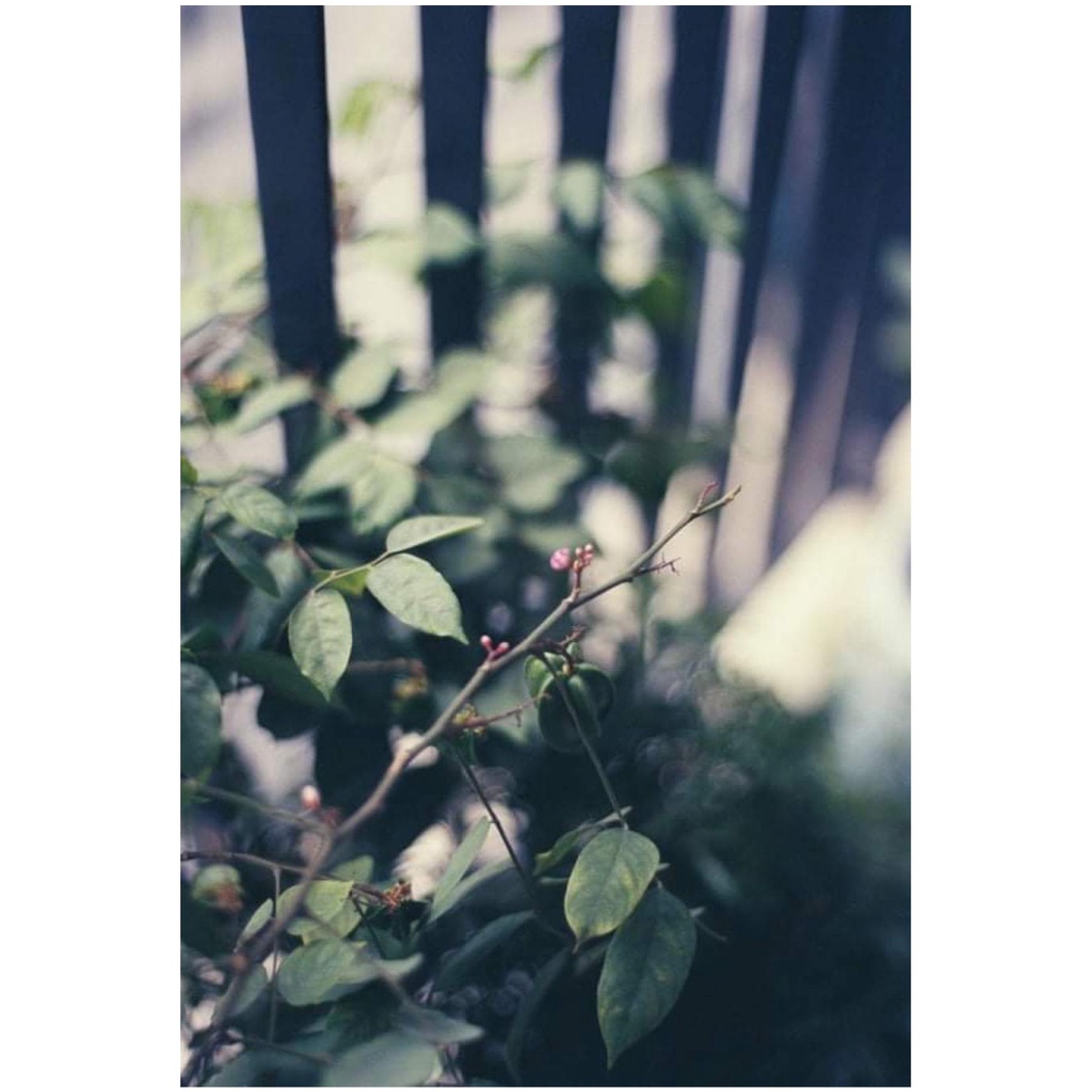 Film Điện Ảnh  FujiFilm Super-F 400T