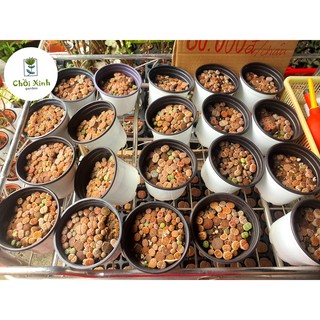 Chậu sen mông mini ( hơn 50 cây 1 chậu ) - lipthops - thạch lan