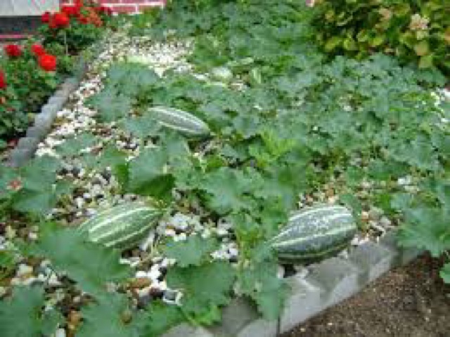 Hạt giống dưa gang nhập khẩu, dưa Thái Lan, Dưa vàng rất thơm và giòn