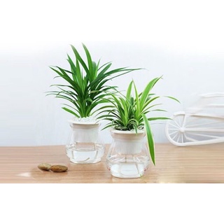 chậu nhựa trồng cây thuỷ canh