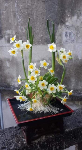 Bộ dao gọt hoa thủy tiên rất sắc bén, dùng lâu năm