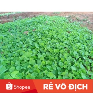 2 gam hạt giống rau má thái lan🌱🪴☘️sale lớn 🌱☘️🌳 nảy mầm cực tốt