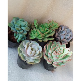 Sen Đá Phổ Thông Combo 5 Cây (Dạng Bầu Đất) Lựa Chọn Ngẫu Nhiên  Kích Thước 6-8cm