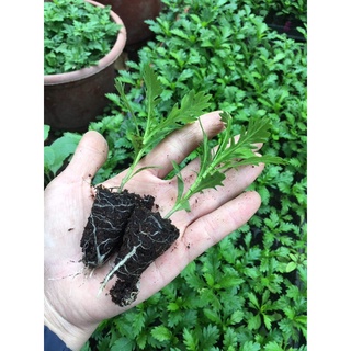 Cúc thân gỗ (cúc trường thọ) 100k/20cây