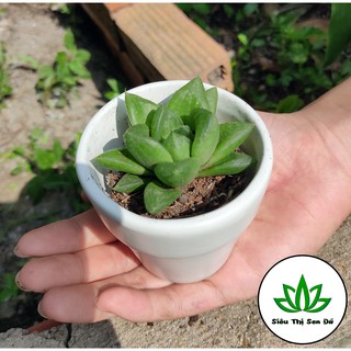 Sen Đá Ngọc Đà Lạt Đã Thuần Khí Hậu Size Bầu Đường Kính 4-6cm