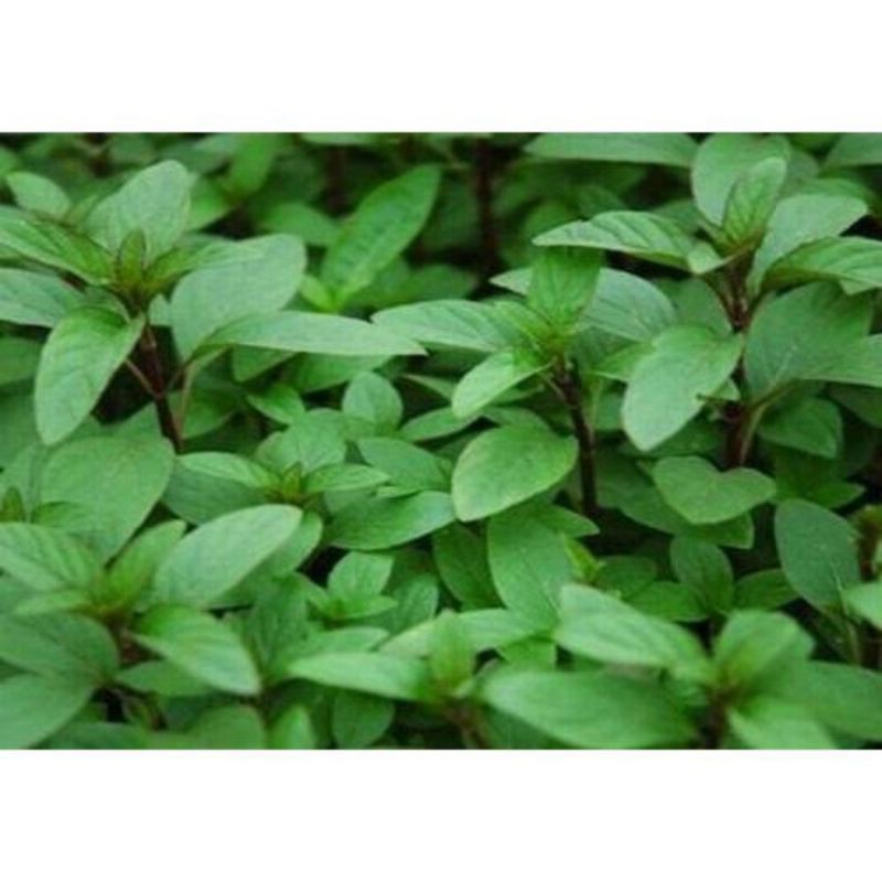 Rau húng láng (Chỉ giao miền bắc)