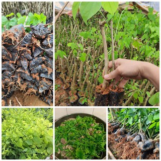 com bo 10 cây giống bò khai