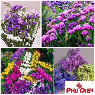 50 hạt giống hoa salem nhiều màu  PHÚ ĐIỀN