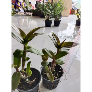 Denro chớp vàng đỏ 5%