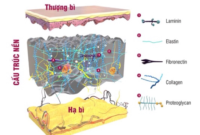 Combo hoạt chất giúp da căng mịn hiệu quả nhất