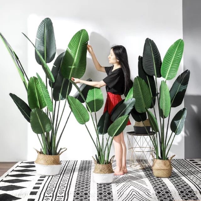 Cây chuối cảnh 1,2m siêu đẹp