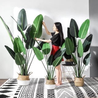 Cây chuối cảnh 1,2m siêu đẹp