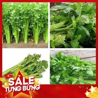 Hạt giống cần tây Mỹ LUCKY SEED