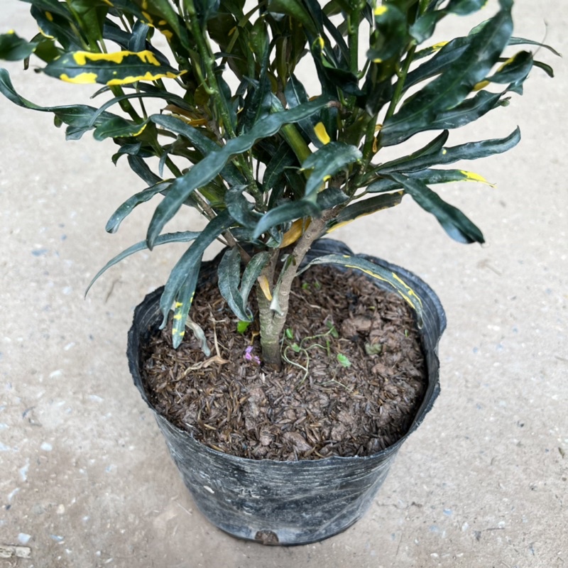 Cây cô tòng lá xoăn, cây vàng anh ruột gà cao 25cm, cây cảnh trang trí ban công, sân vườn và ven tường rào