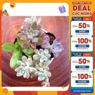 Bộ 5 cây sen đá tứ phương, kim tuyến, ngọc bích, đá đỏ, hồng mập mangline garden chuẩn xuất xứ đà lạt