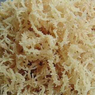 Rong sụn 500G