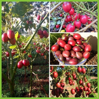 Gói 10 hạt giống Cà Chua Thân Gỗ Tamarillo Đỏ -bansilehatgiongraumam