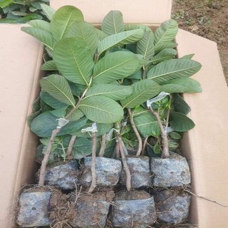 Cây giống Ổi Ruby ruột đỏ không hạt Đài Loan