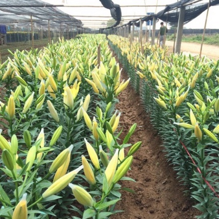 Củ ly cao Hà Lan thơm siêu hoa mix đủ màu