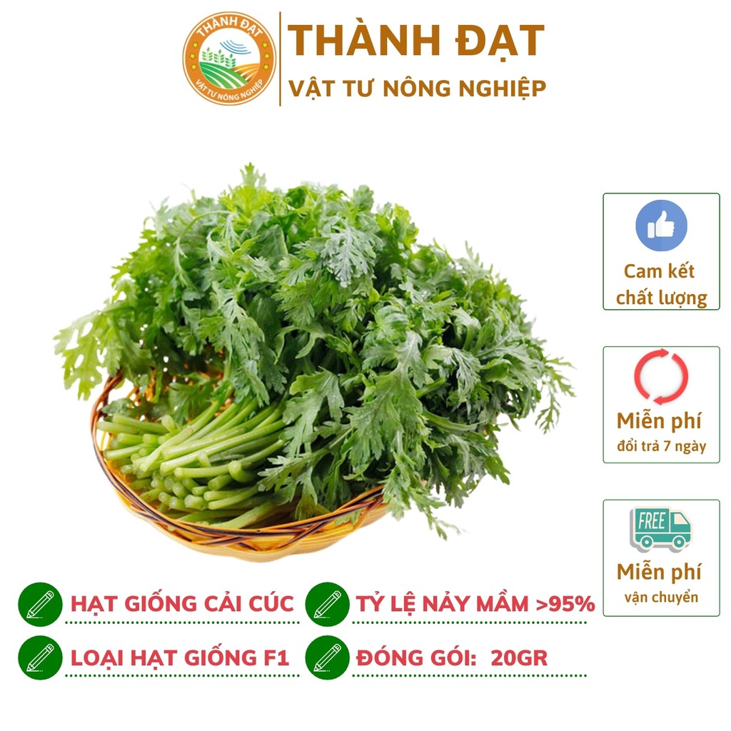 Hạt giống rau cải cúc (rau Tần ô) gói 20gr~2500 hạt Năng suất cao