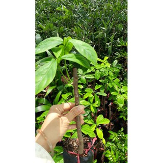 Cây Dâu xanh gia bảo