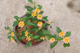 Cây hoa Ngũ Sắc