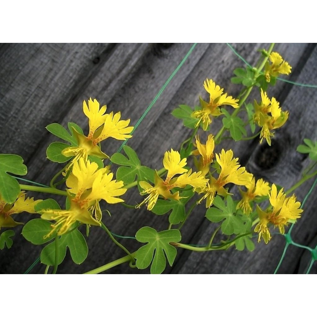 Hạt giống Hoa Cánh Phượng Leo - 4 Hạt