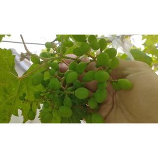 CÂY GIỐNG NHO MẪU ĐƠN [ GIỐNG GHÉP - 100% GIỐNG NHO NHẬP KHẨU ]