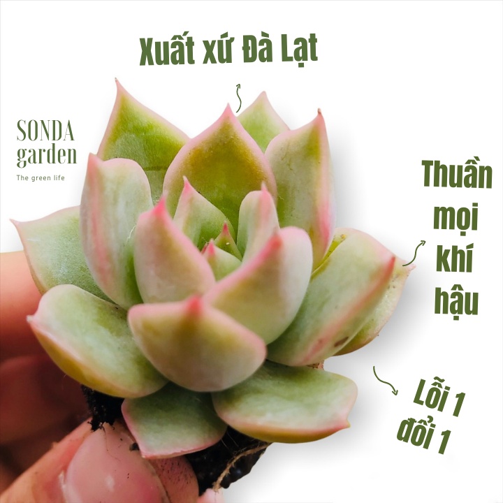 Sen đá đế vương xám SONDA GARDEN size mini 2.5-4cm, xuất xứ Đà Lạt, khoẻ đẹp, lỗi 1 đổi 1