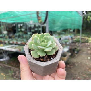 Sen đá mini kèm chậu