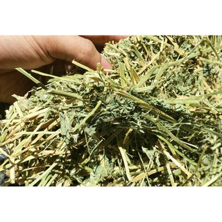 Cỏ Alfalfa hàng Việt Nam chất lượng cao 500g - Cho thỏ bọ sóc Bắc Mỹ