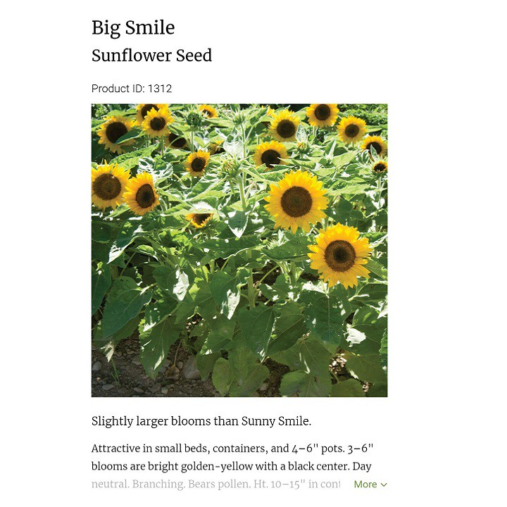 [Hạt giống Mỹ] Hạt giống hoa hướng dương lùn Mỹ - Big Smile tỷ lệ nảy mầm 99%